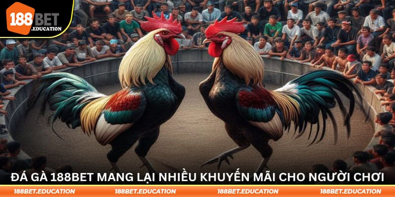 Đá gà 188BET mang lại nhiều khuyến mãi cho người chơi